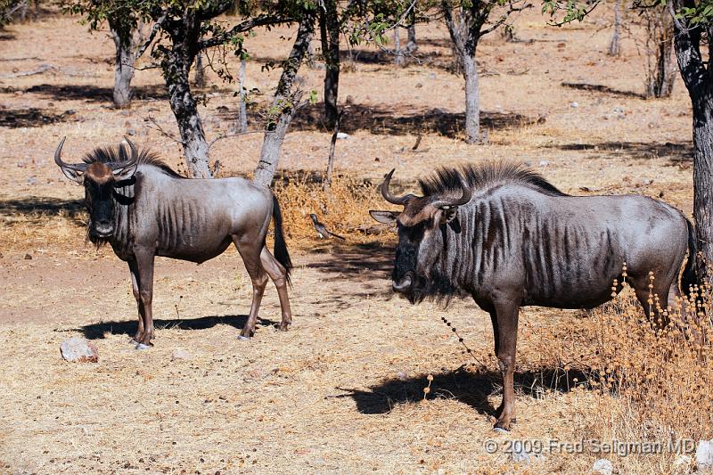 20090611_093923 D3 (1) X1.jpg - Wildebeast in Etosha National Park, Namibia